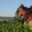 Champagne Alain Bernard