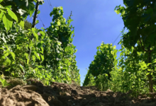 Champagne Alain Bernard