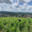 Champagne Alain Bernard