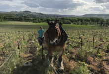 Champagne Alain Bernard