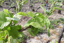 Champagne Rochet Bocart