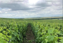Champagne Christophe Dedet