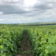 Champagne Christophe Dedet