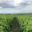 Champagne Christophe Dedet