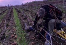 Champagne Christophe Dedet