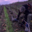 Champagne Christophe Dedet
