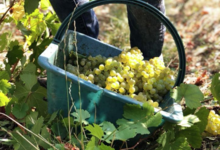 Champagne Christophe Dedet