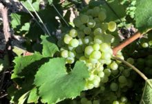 Champagne Christophe Dedet