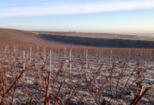 Champagne Christophe Dedet