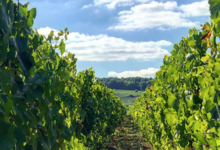 Champagne Jean-Louis Vergnon