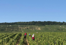 Champagne Jean-Louis Vergnon