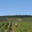 Champagne Jean-Louis Vergnon