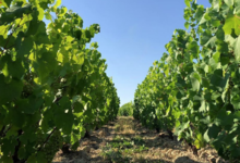 Champagne Jean-Louis Vergnon