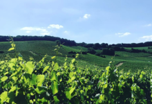 Champagne Jean-Louis Vergnon
