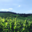 Champagne Jean-Louis Vergnon