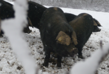 La ferme de Bihouent. Porc noir Gascon