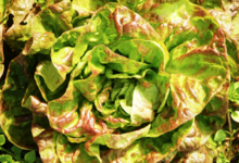La ferme de Bihouent. Salade