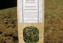 Artemisia infusions. Présence et persévérence