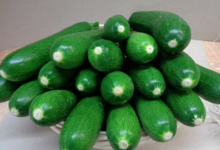 Les terres blanches. Courgettes
