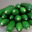 Les terres blanches. Courgettes