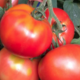 Le Jardin De Pauline. Tomates