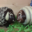 Chocolaterie De Larra