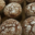 Pâtisserie Ninon. Panettones