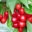La ferme Saint Just. Cerises
