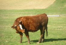 Ferme D'en Barrus