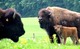 Planet'bison
