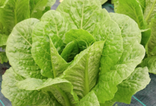 Ferme Bel-Air. Romaine