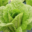 Ferme Bel-Air. Romaine