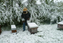 La grange aux abeilles