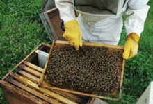 La grange aux abeilles