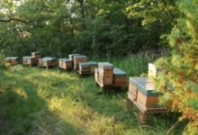 La grange aux abeilles