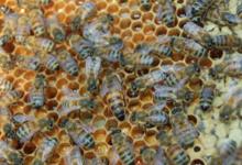 La grange aux abeilles