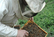 La grange aux abeilles