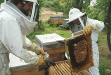 La grange aux abeilles