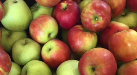 Les Vergers de Gailladé. Pommes