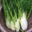 Mon Potager 09. Fenouil