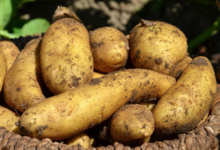 Mon Potager 09. Pomme de terre