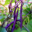 Mon Potager 09. Haricots violets