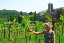 Les raisins de Camon