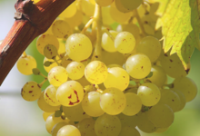 Les raisins de Camon