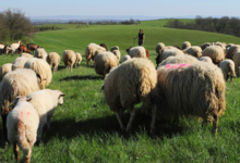 L'attraction terrestre