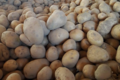 Les vergers du Bedou. Pomme de terre