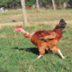 Le poulet gambadeur