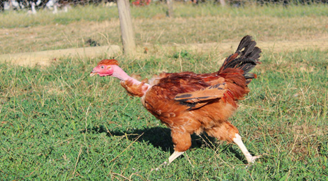 Le poulet gambadeur. Poulet