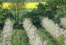 Vergers de Tourenc