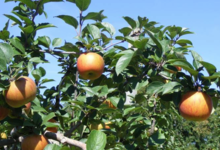 Vergers de Tourenc. Reinette des reinettes